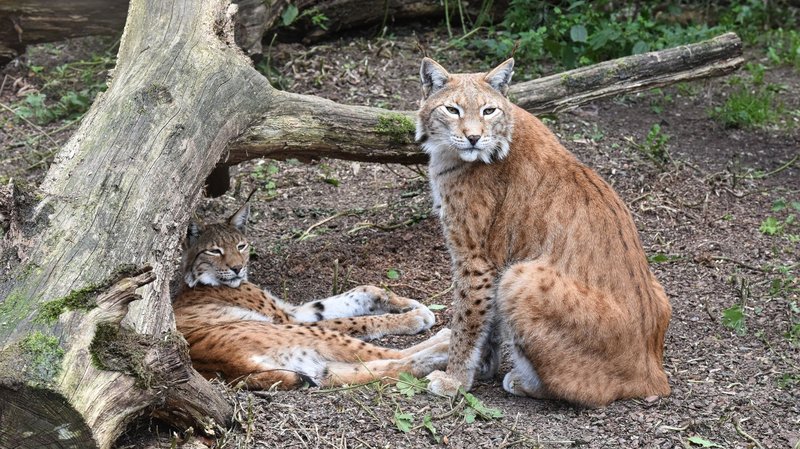 Two Eurasian lynxes relax near a tree trunk, showcasing their natural habitat and wild beauty.