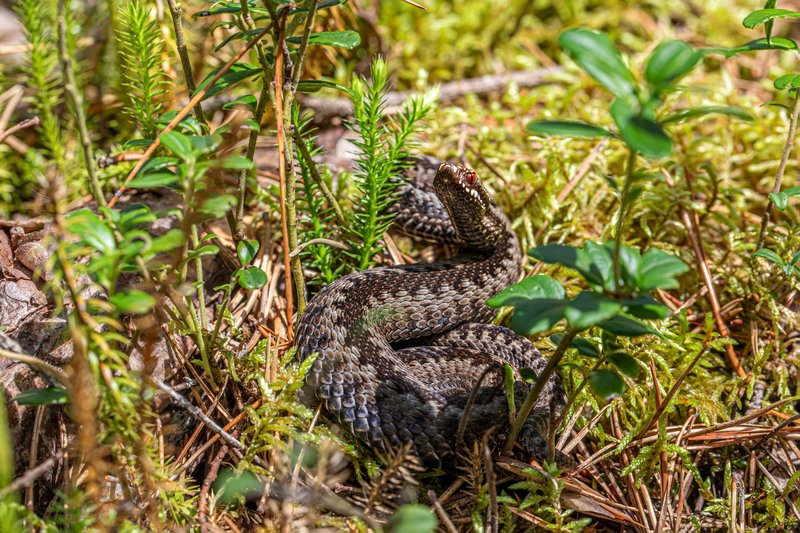 A European adder (Vipera berus) camouflaged in a forest environment, showcasing its natural habitat.
