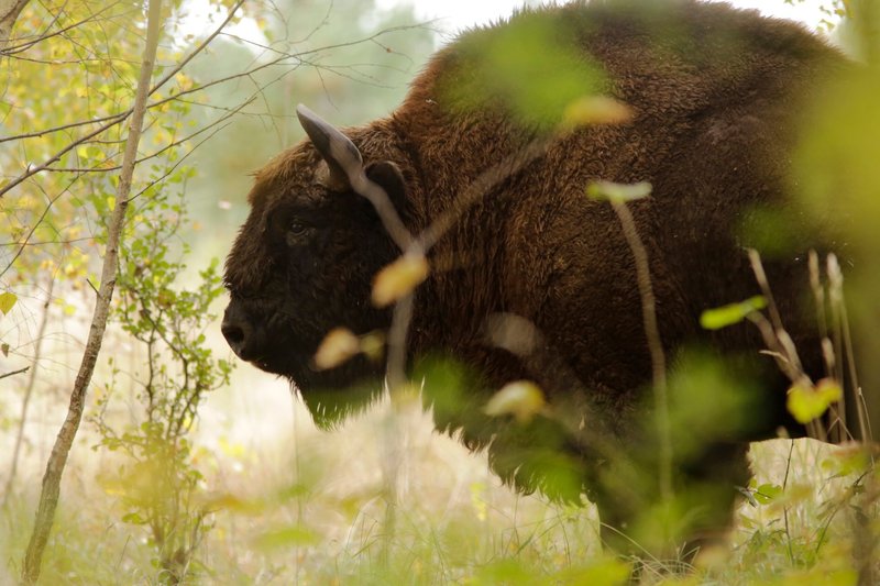 Majestic European bison in a serene forest setting in Poland.