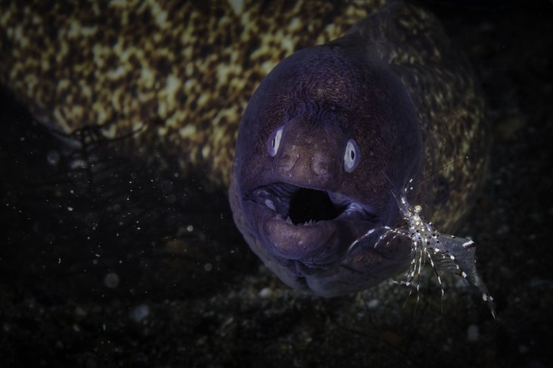 Close-up image of a moray eel underwater in Lipa showing its open mouth and sharp teeth.