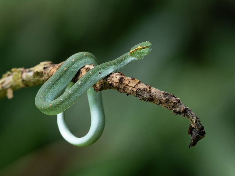A vivid green snake elegantly coiled on a rustic branch in its natural habitat.