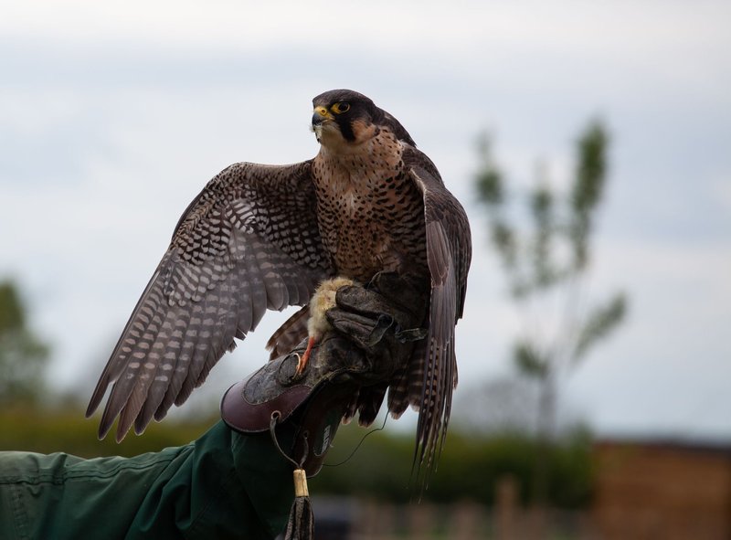 A majestic Peregrine Falcon perched on a falconer's glove outdoors, showcasing its feathers.