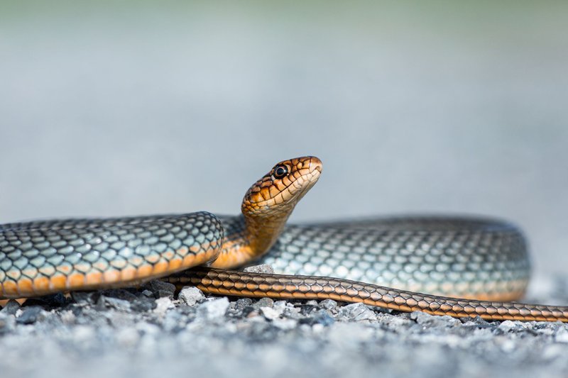 Close-up of a snake resting on gravel, showcasing scales and vibrant colors.