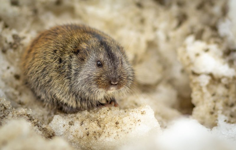 A brown vole resting on snow, showcasing its detailed fur and whiskers.
