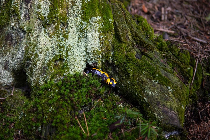 A vivid yellow salamander on a moss-covered tree in Myślenice, Poland forest.