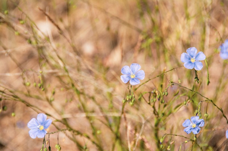 Close-up of delicate blue flax flowers (Linum usitatissimum) in a wild meadow setting.