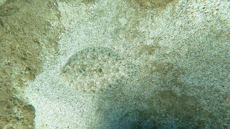 A close-up of a camouflaged flounder fish blending seamlessly into the sandy ocean floor.