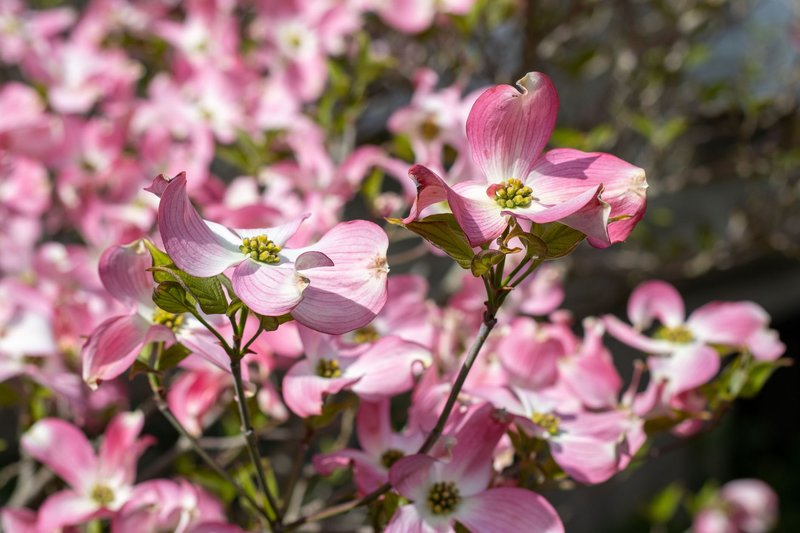 Close-up of beautiful pink dogwood flowers in full bloom under sunlight.