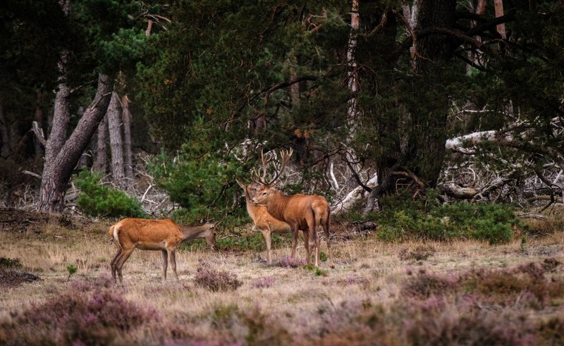 A pair of red deer in a forested area, showcasing natural wildlife habitat.