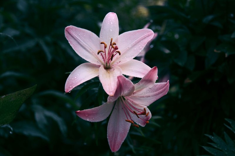 Focused shot of pink lilies with dewdrops against a dark green background.