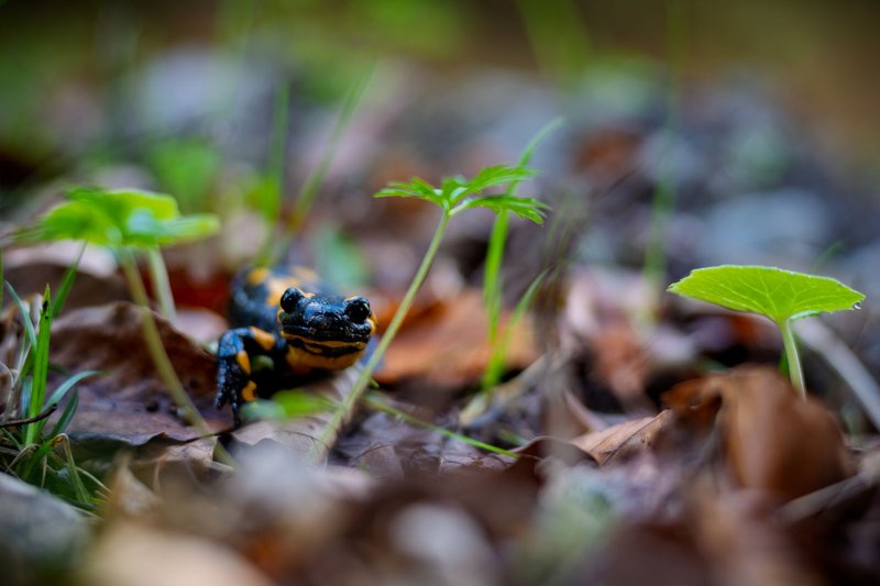 A vibrant fire salamander in its natural habitat among leaves and fresh green plants in Myślenice, Poland.