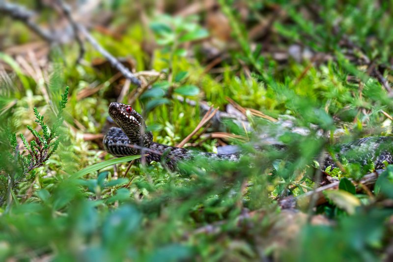 A European adder (Vipera berus) blending into the mossy underbrush of a forest.