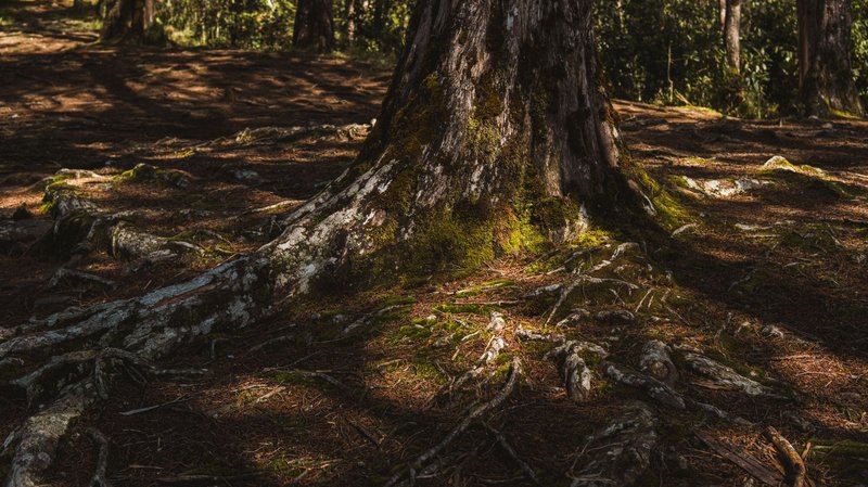 Close-up of tree roots covered in moss, in a sunlit forest setting.