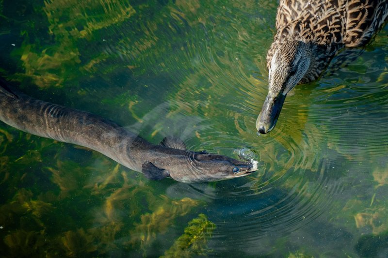 A duck and an eel engage in a close encounter in a clear pond.