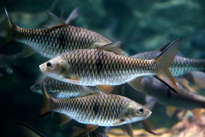 A vibrant shoal of silver fish swimming gracefully in a clear aquarium setting.