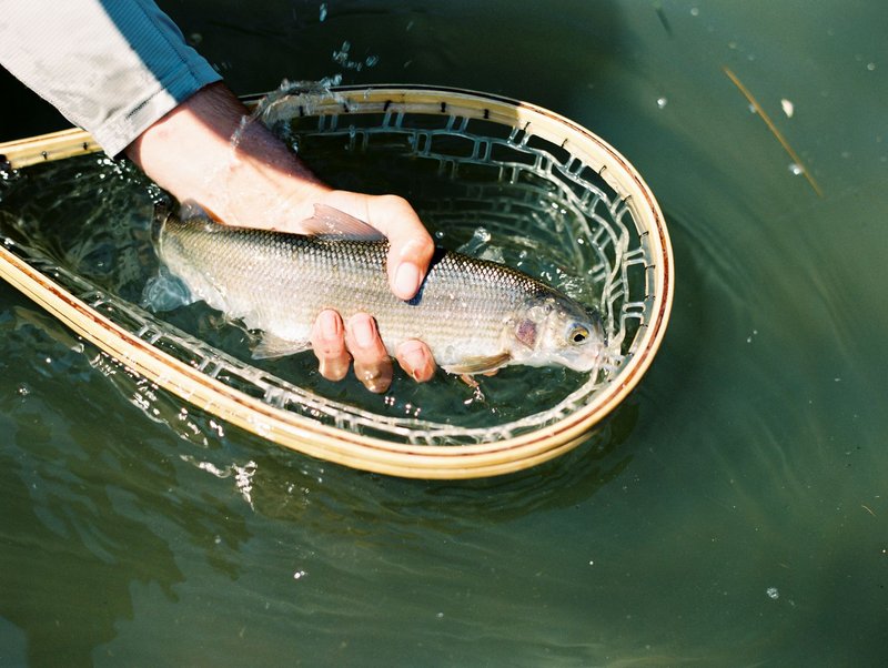 Close-up of a fisherman holding a fish in a net in Bend, Oregon.