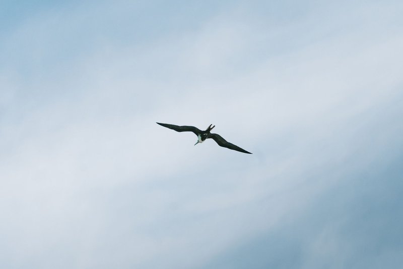 A magnificent frigatebird soaring gracefully in the clear skies of Baja California Sur, Mexico.