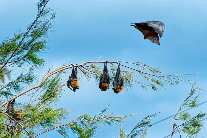 Group of flying fox bats resting on a tree branch against a clear blue sky.