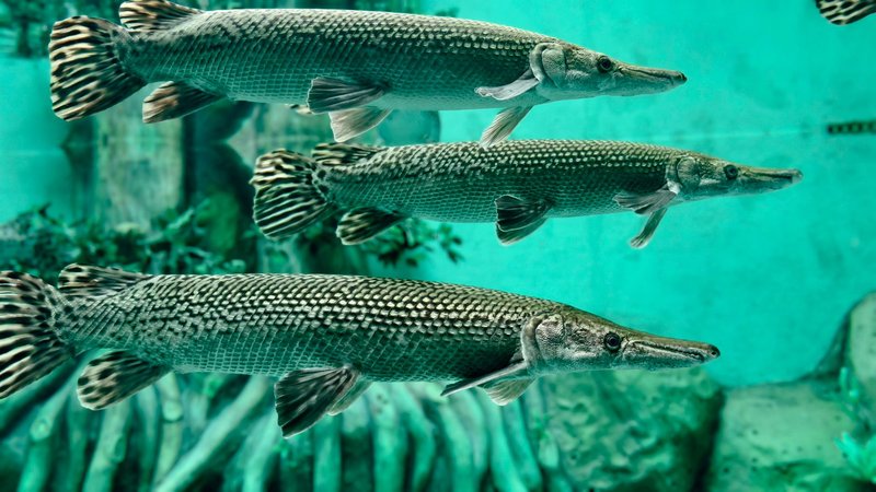 A captivating view of three alligator gar fish gliding through a serene underwater habitat.