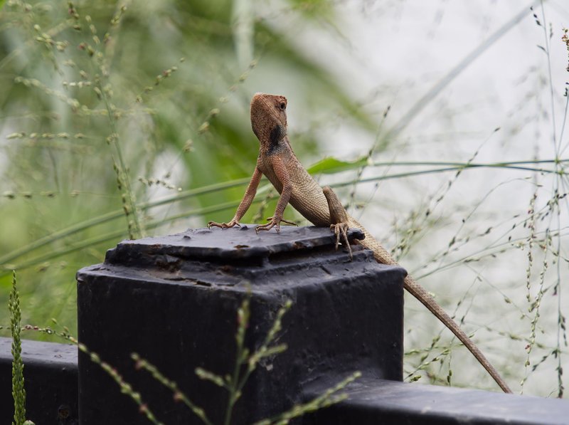 Close-up of a garden lizard perched on a metal post amidst greenery, showcasing its intricate textures.