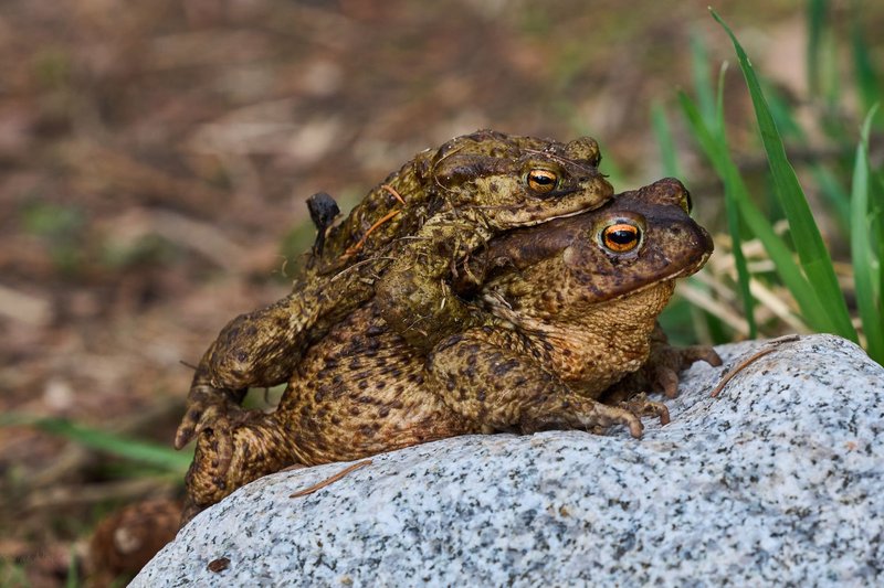 Close-up photo of two common toads mating outdoors on a stone.