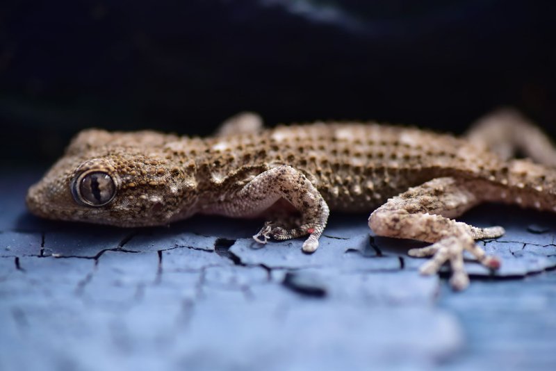Detailed close-up of a gecko on cracked surface, showcasing texture and vibrancy.