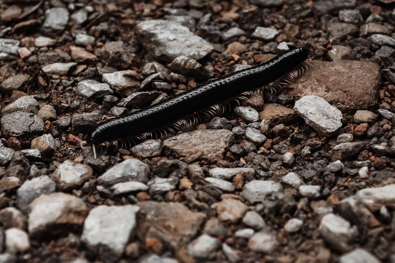 Detailed image of a centipede crawling over rocky terrain, showing texture.