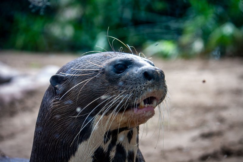 A detailed close-up of a giant otter showing its expressive face in a natural setting.