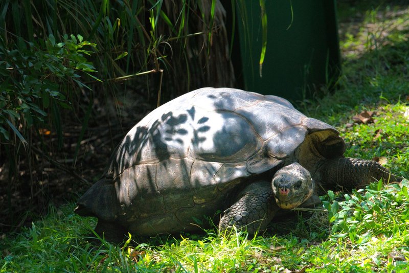 Giant tortoise basking in the sun amidst lush greenery, showcasing wildlife.