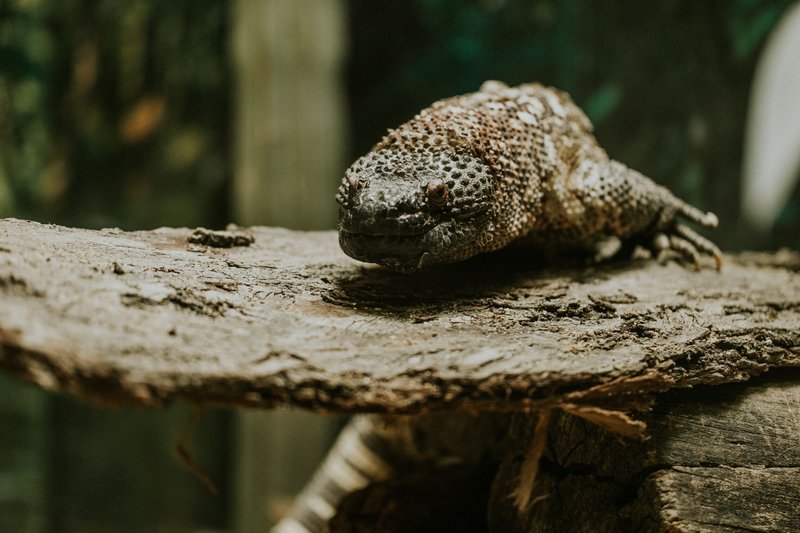Detailed close-up of a Gila monster on a log in a zoo terrarium setting.