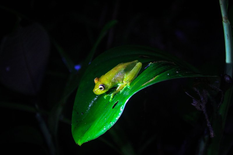 A frog rests on a leaf at night in the Amazon rainforest, Ecuador.