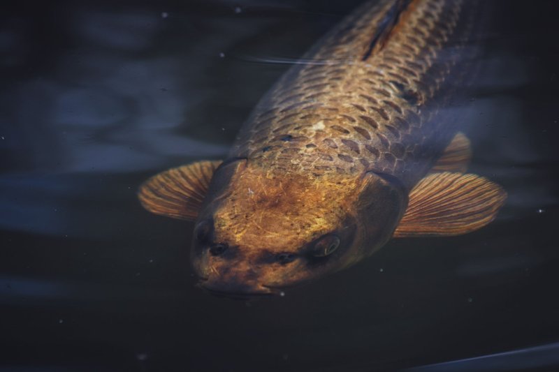 Detailed image of a golden carp with distinct scales swimming underwater.