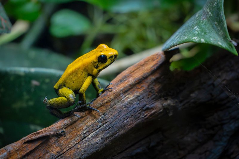 Close-up of a golden poison dart frog perched on a log in a lush rainforest setting.