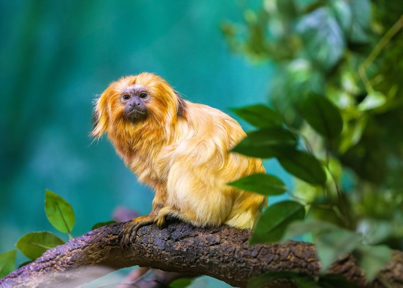 A golden lion tamarin sits on a tree branch surrounded by lush greenery.