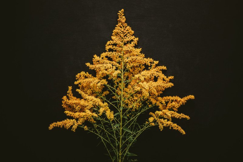 Vibrant yellow goldenrod flowers bloom against a classic black background, showcasing nature's elegance.