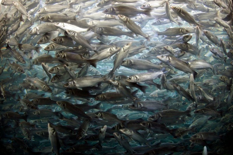 A mesmerizing view of a dense shoal of fish swimming gracefully underwater, showcasing dynamic marine life.