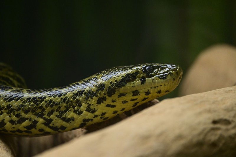 Close-up photo of green anaconda on a tree branch highlighting its scales and natural environment.