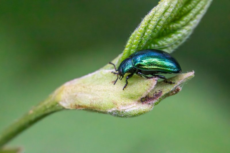 A vibrant green beetle perched on a leaf, showcasing intricate details of its exoskeleton.