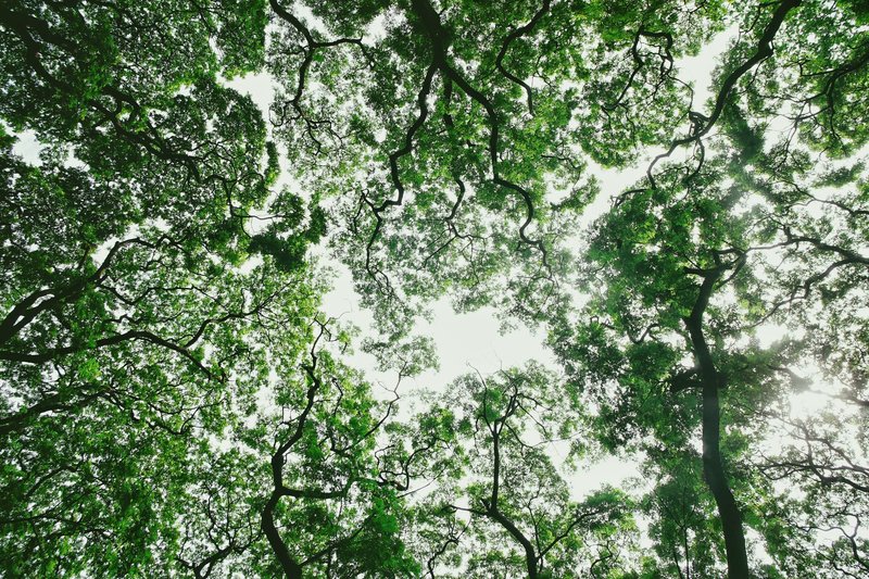 A vibrant green tree canopy viewed from below, with sunlight gently filtering through the leaves.