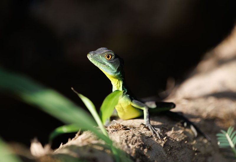 A vivid green lizard perched on a sunlit log surrounded by foliage in its natural habitat.