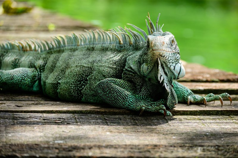 Close-up of a green iguana resting on a wooden platform in Pará, Brazil.