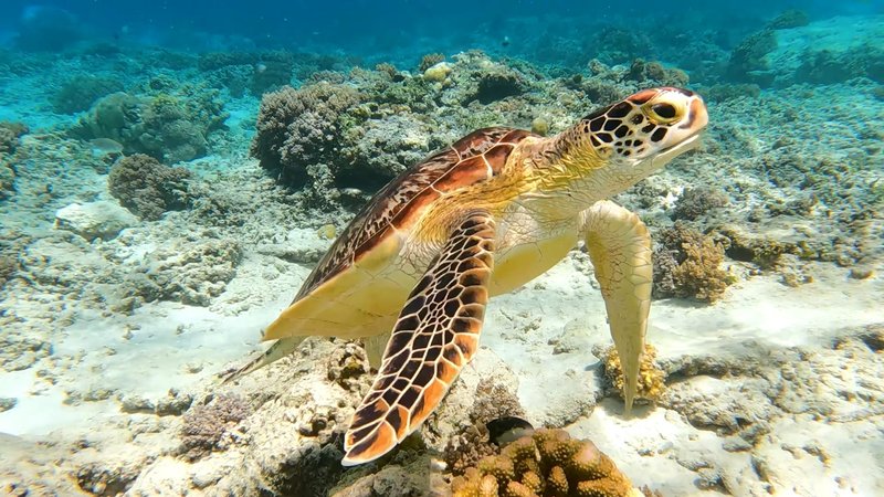 A captivating image of a sea turtle gracefully swimming in a vibrant coral reef underwater.