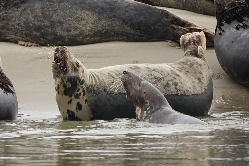 Group of grey seals basking on a sandy beach, enjoying the water and sun.
