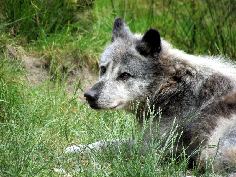 A captivating image of a gray wolf resting amidst lush green grass, showcasing wildlife in its natural setting.