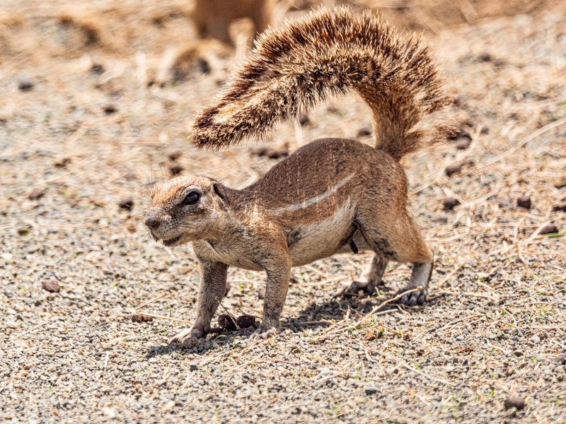 Adorable ground squirrel with bushy tail on rocky terrain, captured in natural daylight.
