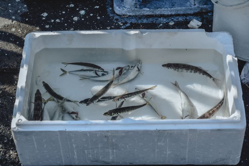 A variety of fresh fish displayed in a styrofoam box filled with ice, ready for market.