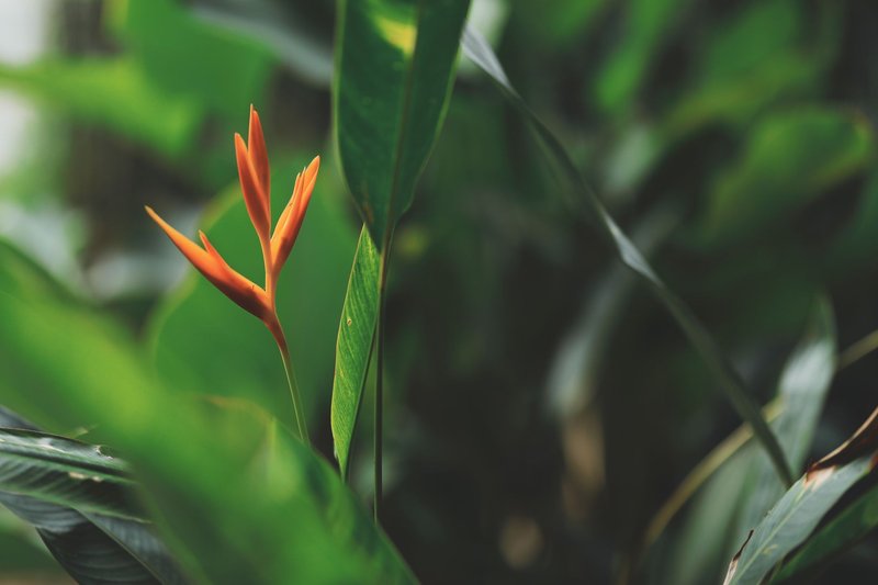 Close-up of a bright orange Heliconia flower surrounded by lush green leaves, showcasing tropical beauty.
