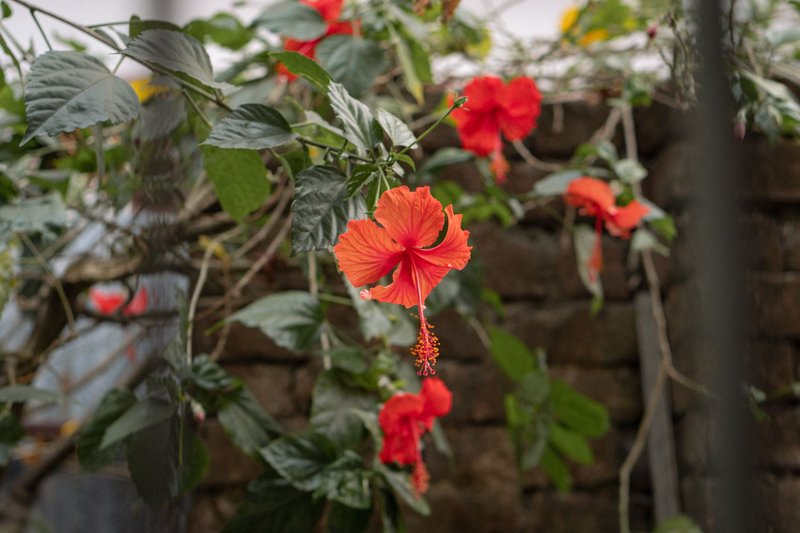 Close-up of a vivid red hibiscus flower blooming in a lush backyard garden.