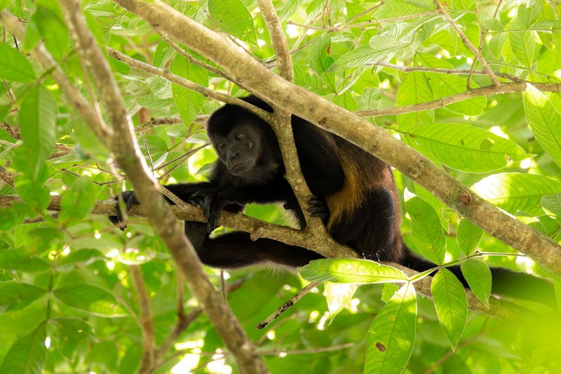 A howler monkey resting on a tree branch surrounded by lush greenery.