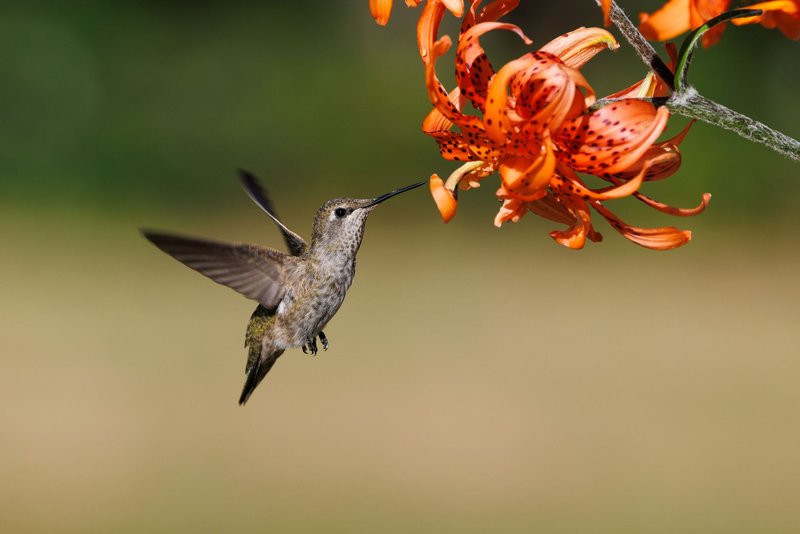 A hummingbird gracefully hovers beside an orange tiger lily, capturing a perfect wildlife moment.